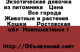 Экзотическая девочка из питомника › Цена ­ 25 000 - Все города Животные и растения » Кошки   . Ростовская обл.,Новошахтинск г.